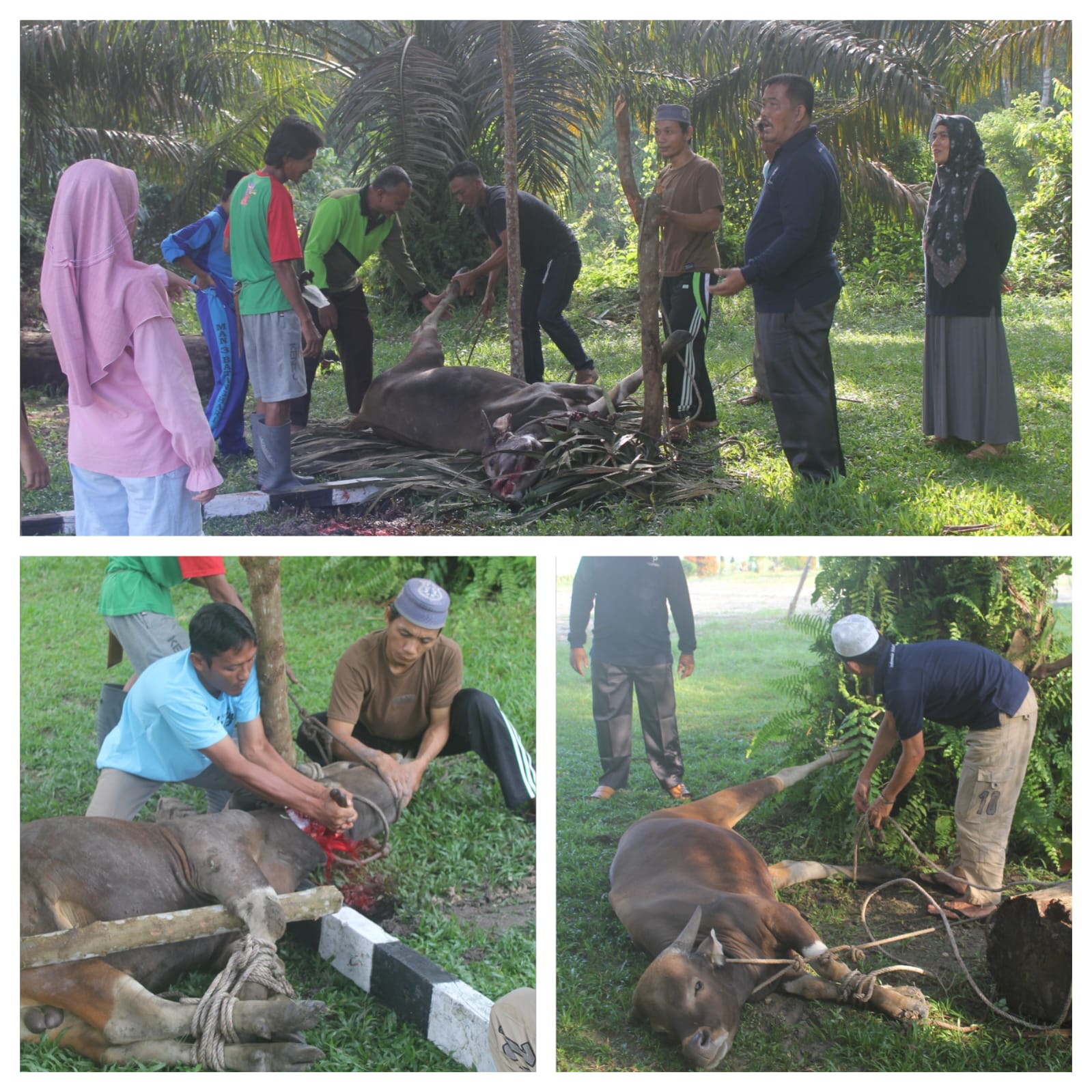 AGUNGKAN SYIAR-SYIAR ALLAH, KEPALA MAN 3, GURU DAN PEGAWAI SEMBELIH HEWAN QURBAN.